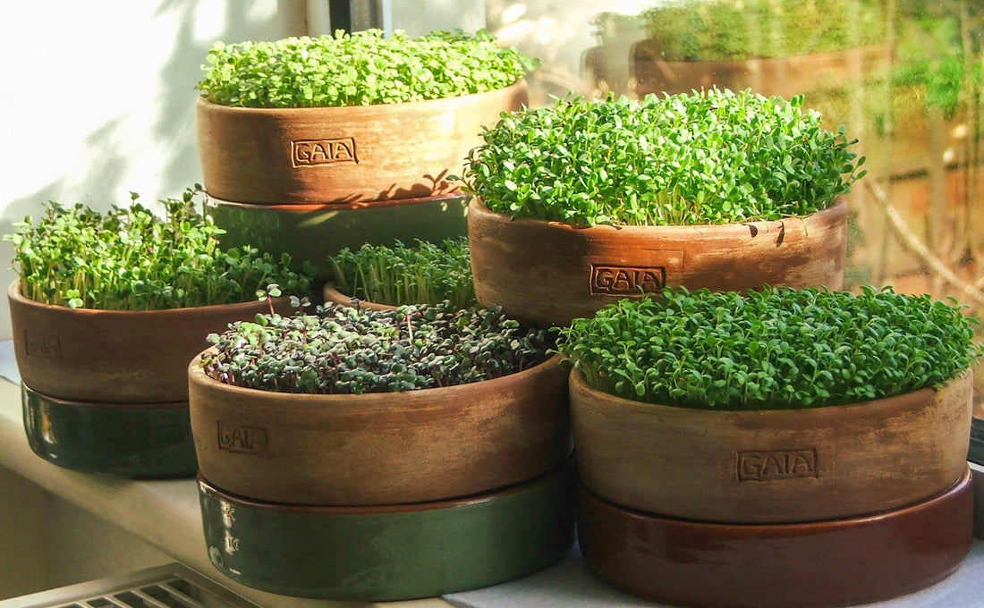 The Father of all Foods: Alfalfa