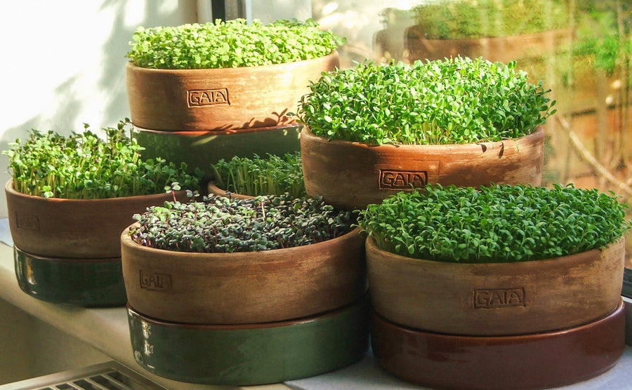 The Father of all Foods: Alfalfa
